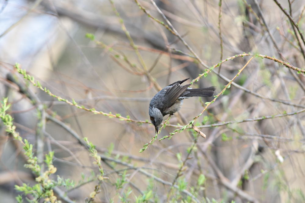 公園の鳥たち_f0202686_19514579.jpg