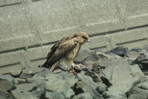 e0357387_07224774.jpg