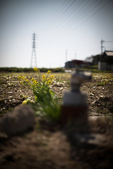 春が来た耕地_d0353489_12114516.jpg