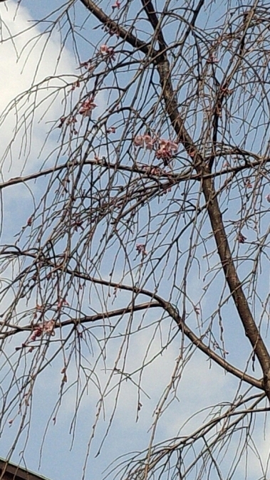 豪徳寺の桜とパン屋_d0334592_16381207.jpg