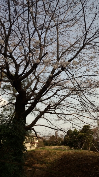 豪徳寺の桜とパン屋_d0334592_16382990.jpg