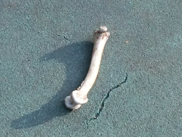 a0319693_8464741.jpg