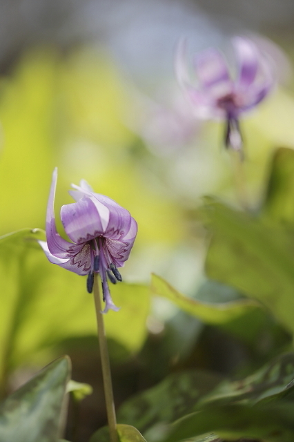 カタクリの花咲く丘へ　2016.3.21(月)_c0213096_21441990.jpg