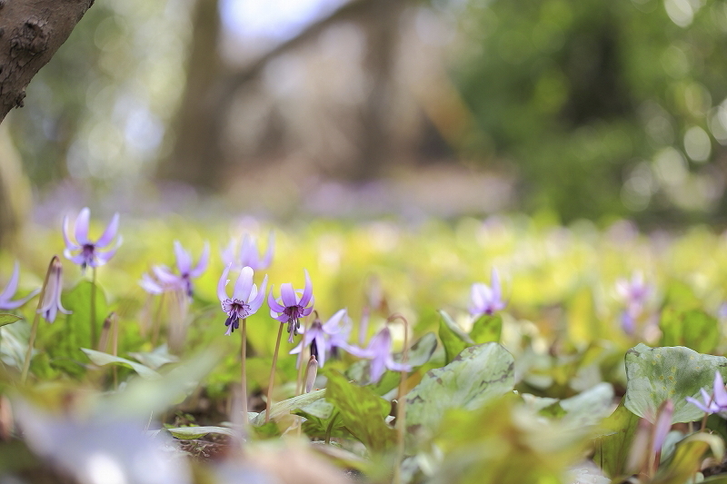 カタクリの花咲く丘へ　2016.3.21(月)_c0213096_21445078.jpg