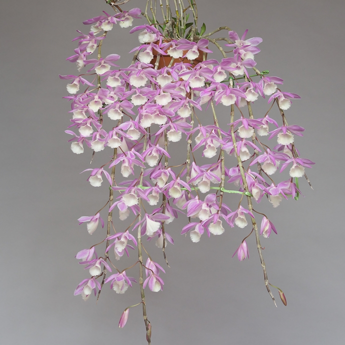 Den.aphyllum 寄せ植え デンドロビウム アフィラム (Dendrobium aphyllum 'Peach