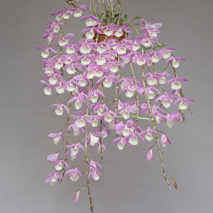 Dendrobium (Den.) aphyllum \'Hadano Pink\' その４_a0267399_2125836.jpg