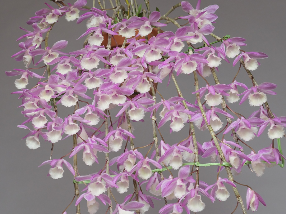 Dendrobium (Den.) aphyllum 'Hadano Pink' その４ : 花咲か父さん 洋らん栽培