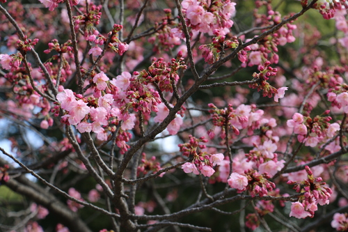 桜が咲いているのか？上野恩賜公園　３月2２日　（春分　初候）　雀始めて巣くう・３_c0075701_163938100.jpg