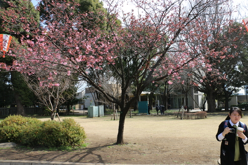 桜が咲いているのか？上野恩賜公園　３月2２日　（春分　初候）　雀始めて巣くう・３_c0075701_16394359.jpg