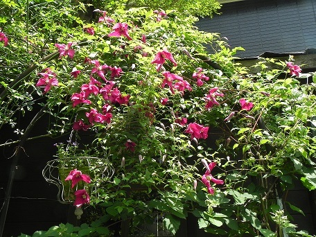 c0152002_18270922.jpg
