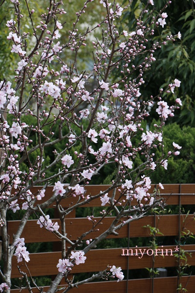 a0123003_21415338.jpg