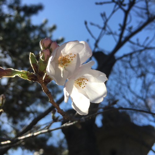 道明寺天満宮手づくりの市_f0273406_12211984.jpg