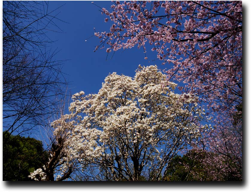 春の花々興禅院_c0159713_9354925.jpg