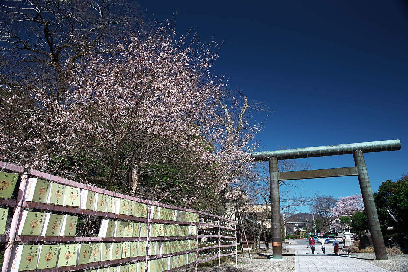 鵜飼桜2016 -岐阜護國神社-_c0115616_1219576.jpg