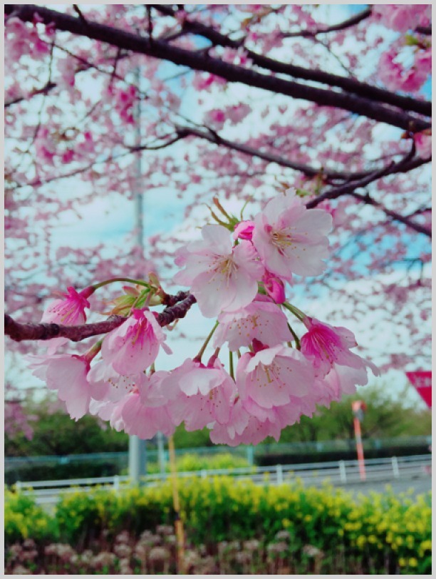 三浦海岸桜祭り？_b0061023_19233366.jpg