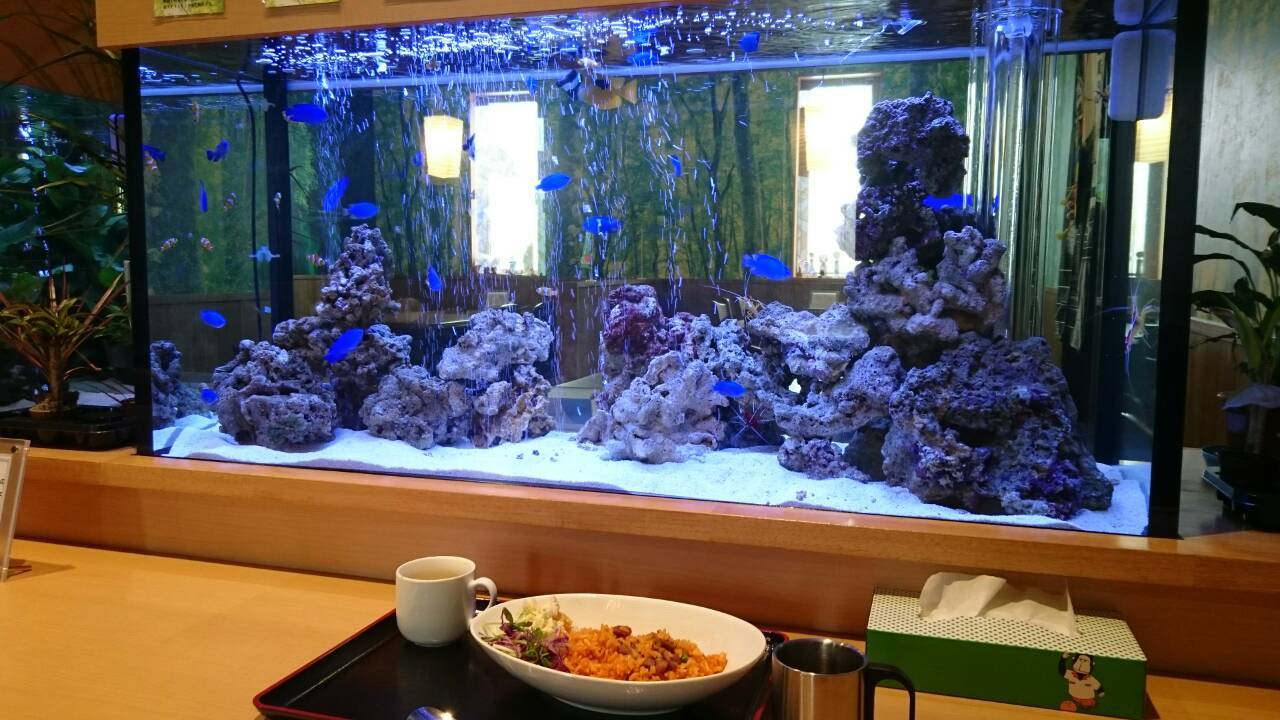 10水槽設置 熱帯魚水槽レンタル メンテナンスのアクアリゾート リゾートな日々