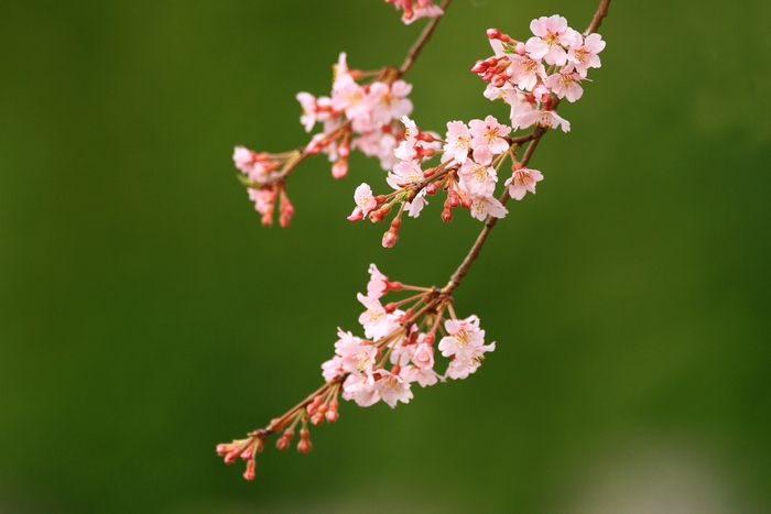 妙行寺のしだれ桜_c0104227_9282977.jpg