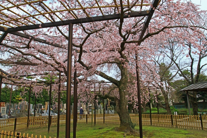 妙行寺のしだれ桜_c0104227_932055.jpg