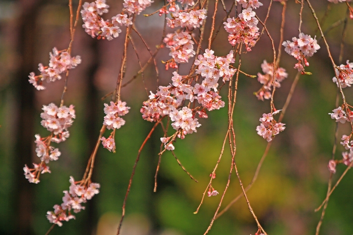 妙行寺のしだれ桜_c0104227_933680.jpg