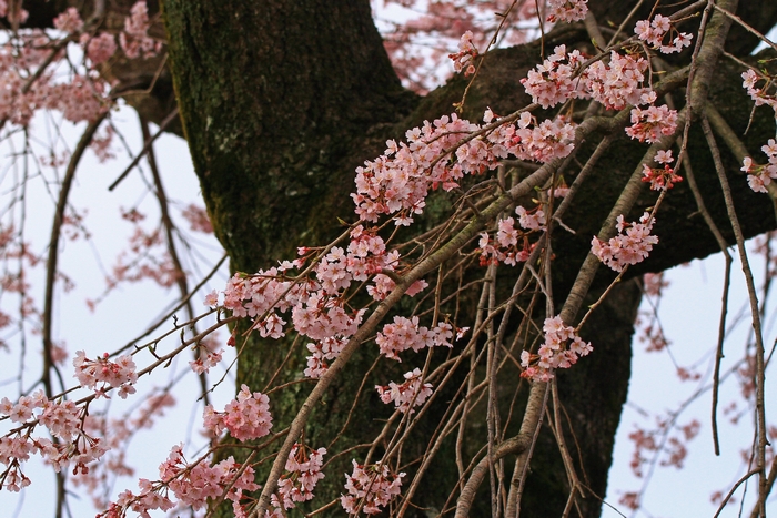 妙行寺のしだれ桜_c0104227_94472.jpg