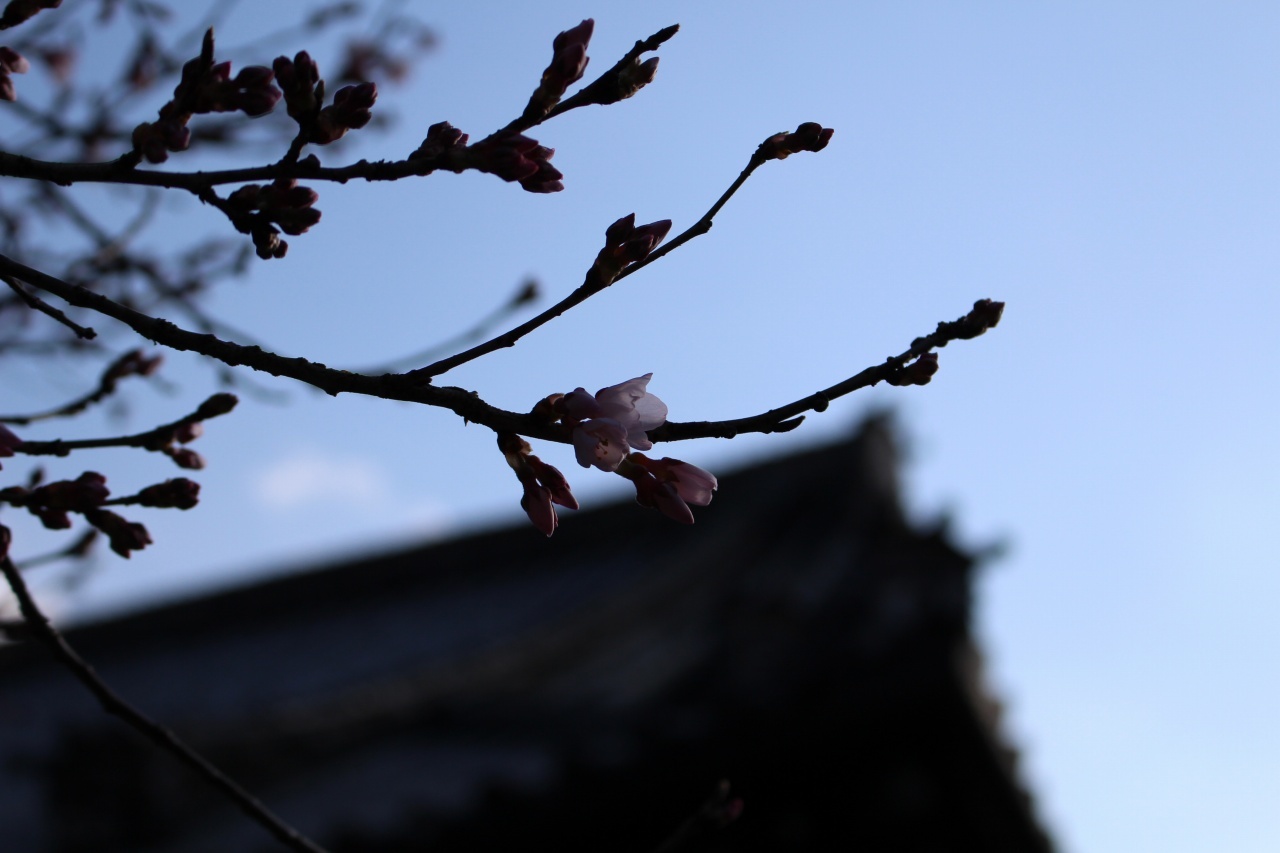 ▲3月の「月一山へ」報告_a0355629_23200181.jpg