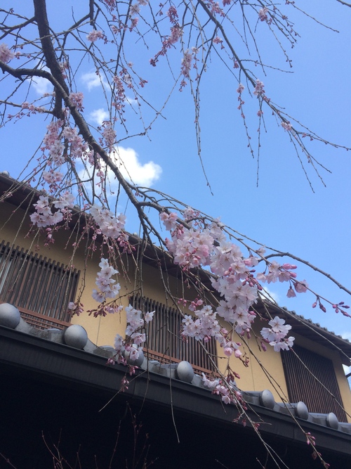 桜の季節に_a0197730_2121269.jpg