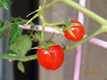 昨年のミニトマトが今年も実っています!_e0126334_22244984.jpg