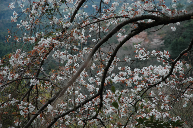 白石山の一本桜を見に行く！_e0272335_1918499.jpg