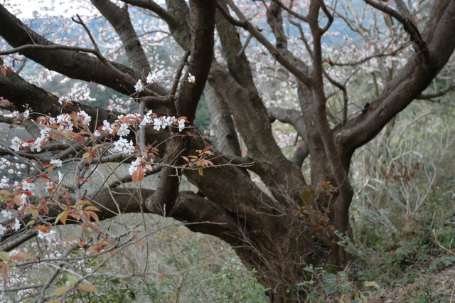 白石山の一本桜を見に行く！_e0272335_19203067.jpg