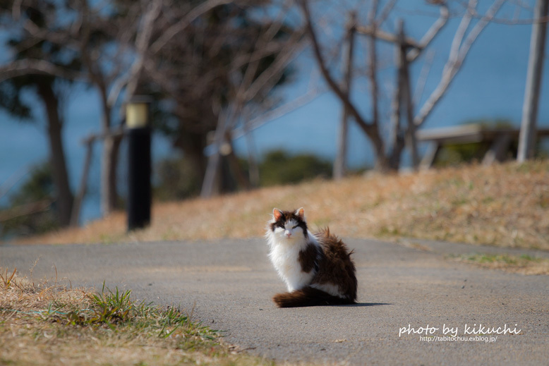 猫島　田代島だっちゃ！　その3_c0186045_09162208.jpg