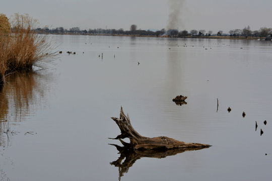 c0093046_13314190.gif