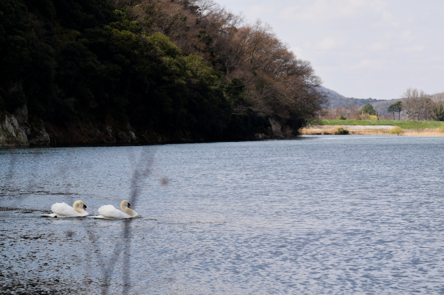 ビックリするくらい一面に！_c0339546_2016149.jpg