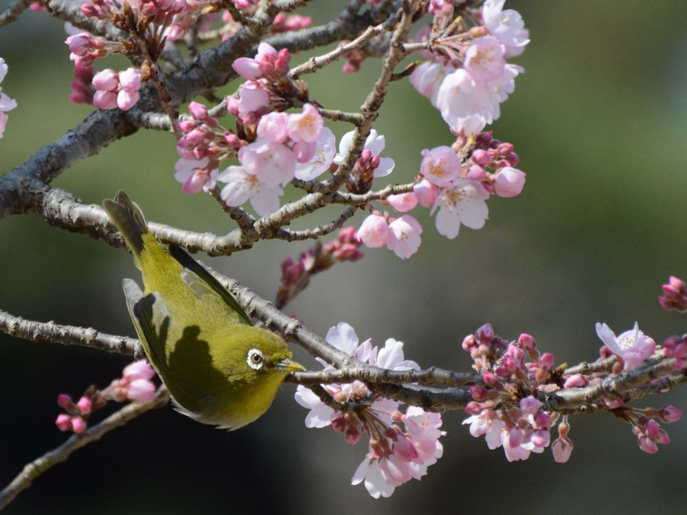 続薬師寺の薄墨桜_d0135349_955515.jpg