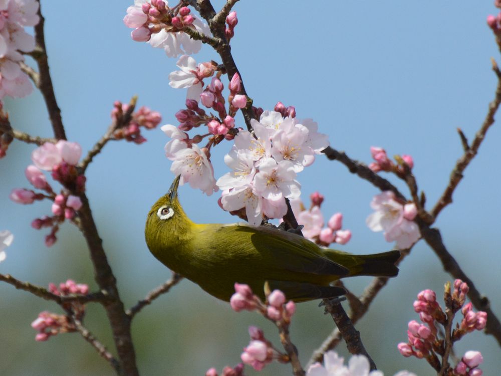 続薬師寺の薄墨桜_d0135349_961970.jpg