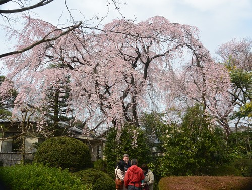 川越中院の垂れ桜が見頃_b0115553_732226.jpg