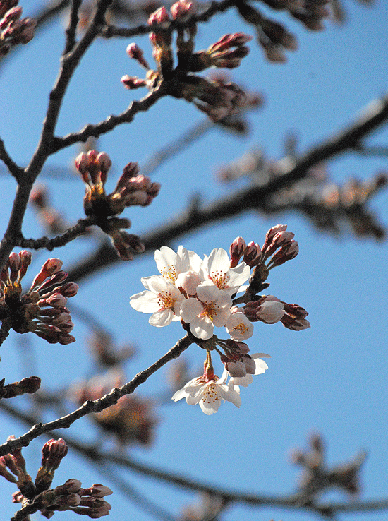 a0001354_16153218.gif