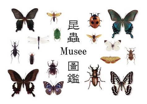 昆虫図鑑より Musee De M