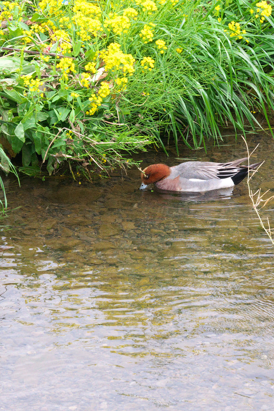 川の野鳥さん達_f0072758_20374746.jpg