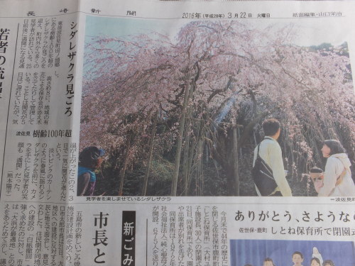 3/22　桜、開花宣言_d0336460_14130259.jpg