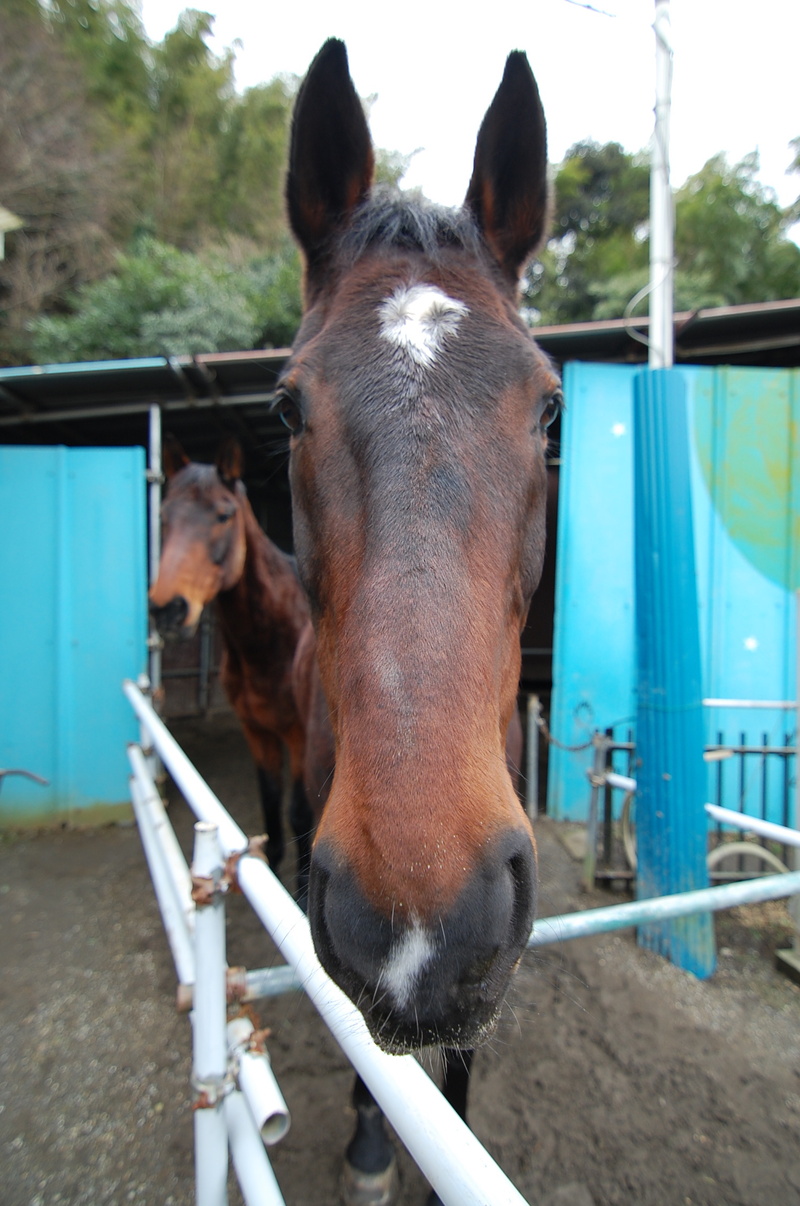 馬 正面 顔 馬 正面 顔