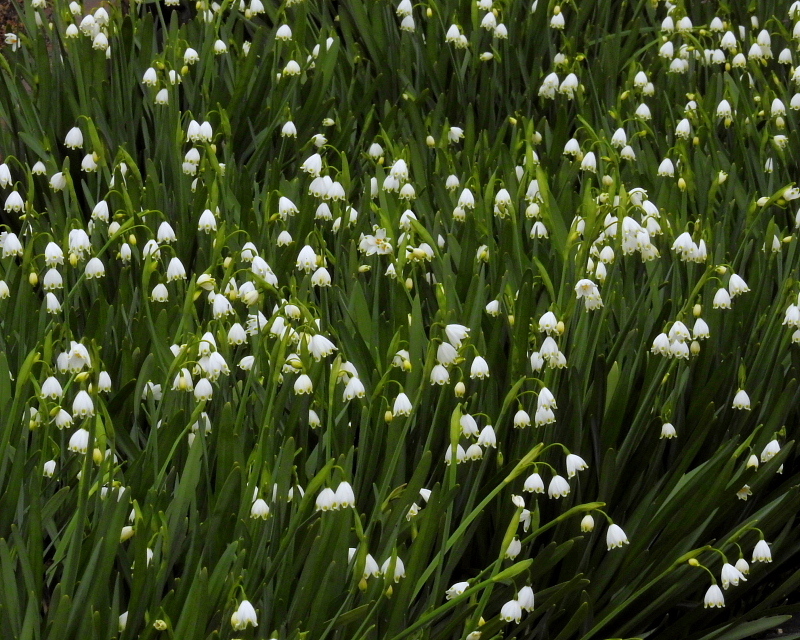 春の木の花草の花など_c0305565_18120280.jpg