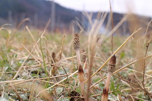 山梨には春があふれていました♪_b0016474_12251498.jpg