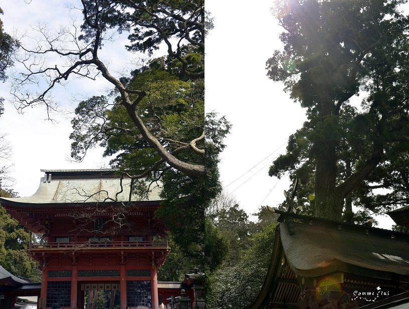 ~春~花より団子!?_a0192475_8515210.jpg