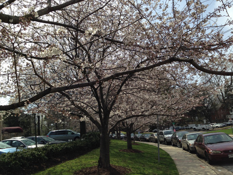 Cherry Blossoms_d0089685_5584613.jpg