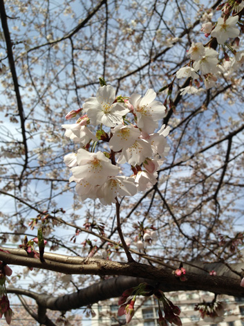 Cherry Blossoms_d0089685_612494.jpg