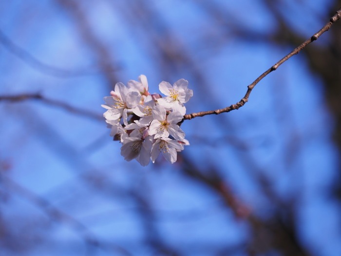 咲き始めの桜の花。（久留米市内）_a0149488_22363216.jpg