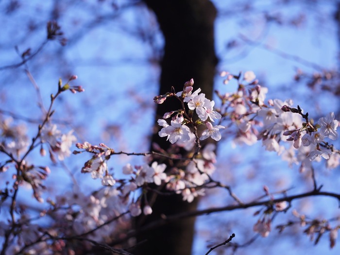 咲き始めの桜の花。（久留米市内）_a0149488_22365069.jpg