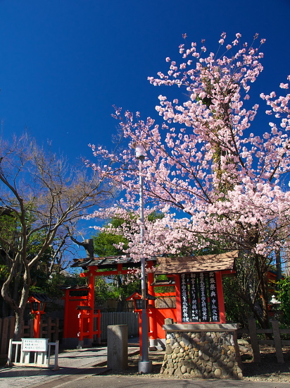 桜だより2016～車折神社～_d0026589_058589.jpg