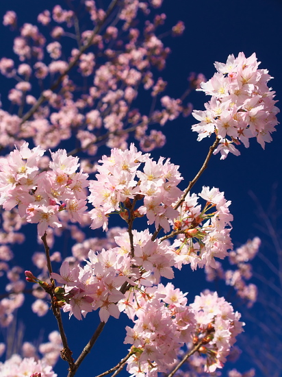 桜だより2016～車折神社～_d0026589_0593895.jpg