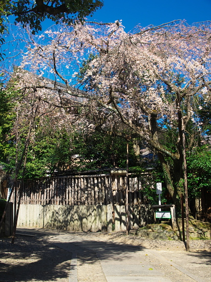 桜だより2016～車折神社～_d0026589_0595081.jpg